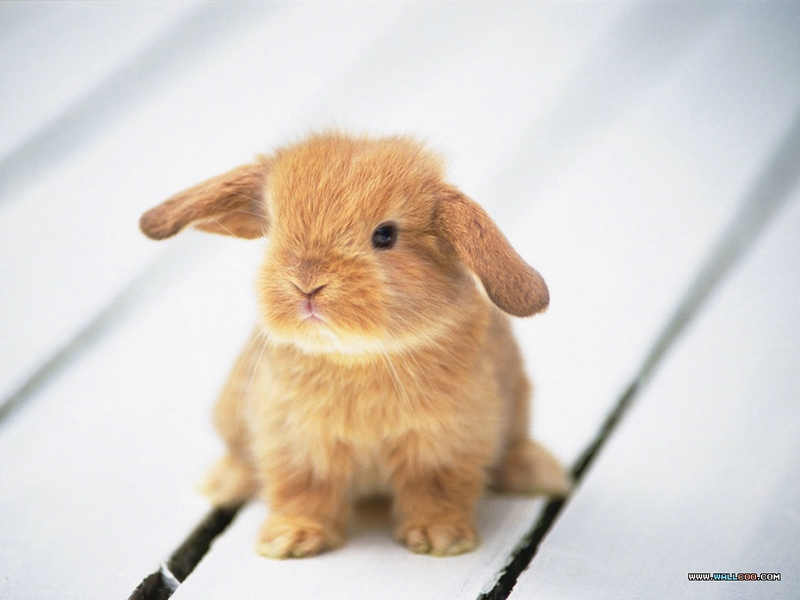 Illustration for article titled Cute animals post